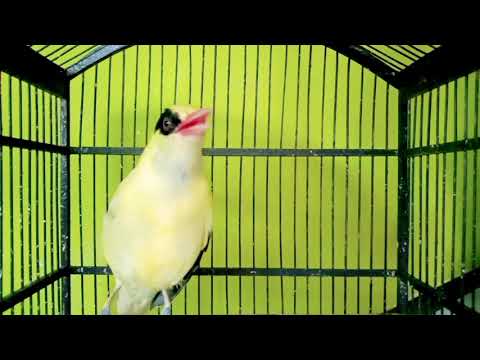 Suara pendongkrak emosi KEPODANG JAWA GACOR pancingan kepodang bahan agar gacor