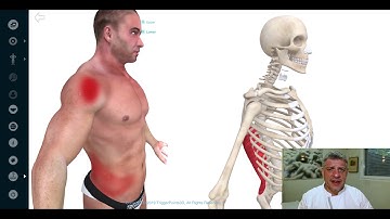 Trigger Point of the Week - Latissimus Dorsi