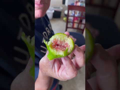 Fig Tasting Desert