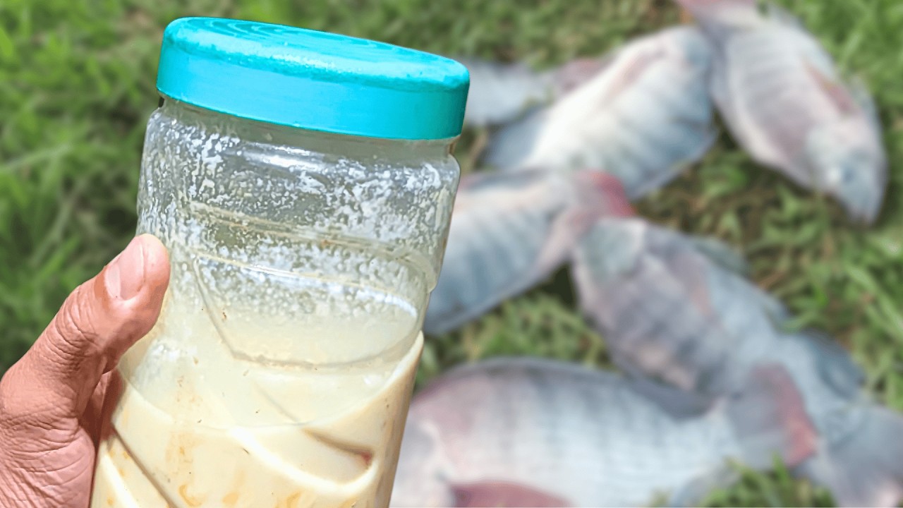 🔥 É uma COVARDIA o que essa ISCA faz na PESCARIA! (Passo a passo)