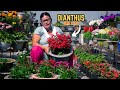 Dianthus plant care and flowering tips in nepali i pabitra garden