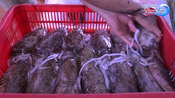 Câu mực đêm - chuyện nghề tại Côn Đảo | HẢI SẢN RẠN BIỂN