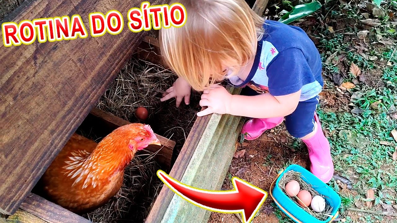 ROTINA DA MANHÃ NO SÍTIO - ALIMENTANDO ANIMAIS - RECOLHENDO OVOS - VIVENDO NA ROÇA