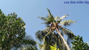 Vua Dừa Miền Tây//leo cây dừa lửa rất cao và có nhiều độ khó dừa trái rất nhiều
