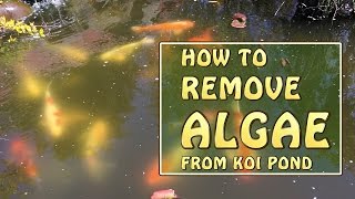 [4K] My Secret Weapon For Killing Algae