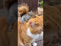 猫の後ろにリスが乗っているが・・・ #funnycat