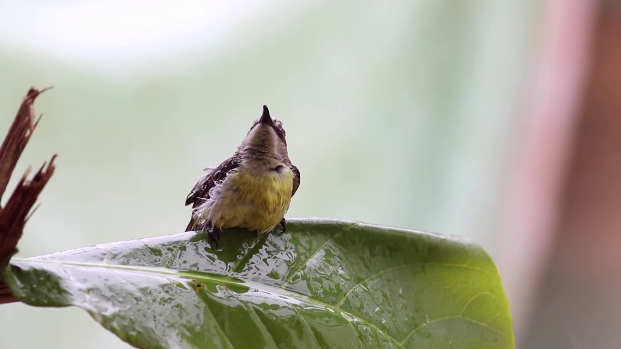 Amazing Indian Birds - Birdbath 
