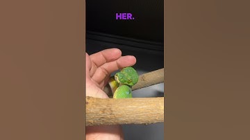 Zucchini’s face does give me alien vibes. #gtp #aru #biak #greentreepython #python #pythons #snake