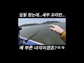 농어도 새우를 끊어서 먹습니다
