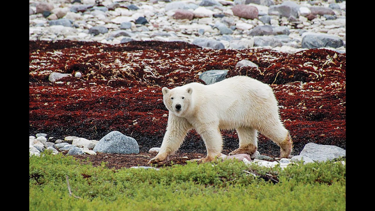 Canadian Arctic Expedition