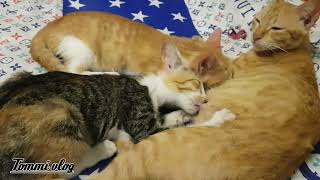 Anakan Kucing Lagi Nyusu Ke Induknya