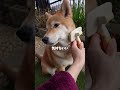 柴犬の1日を密着してみたら、【#458】 #柴犬 #柴犬との暮らし