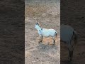 Glen always gives it his all! #Minidonkey