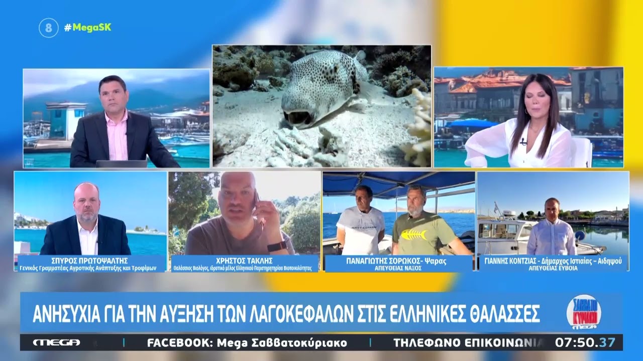 Ανησυχία για την αύξηση των λαγοκέφαλων | 14.06.2026 | Mega Σαββατοκύριακο | MEGA TV