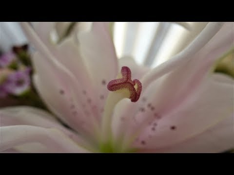 Video: Lelies In Augustus: Hoe Zorg Je Voor Een Bloembed