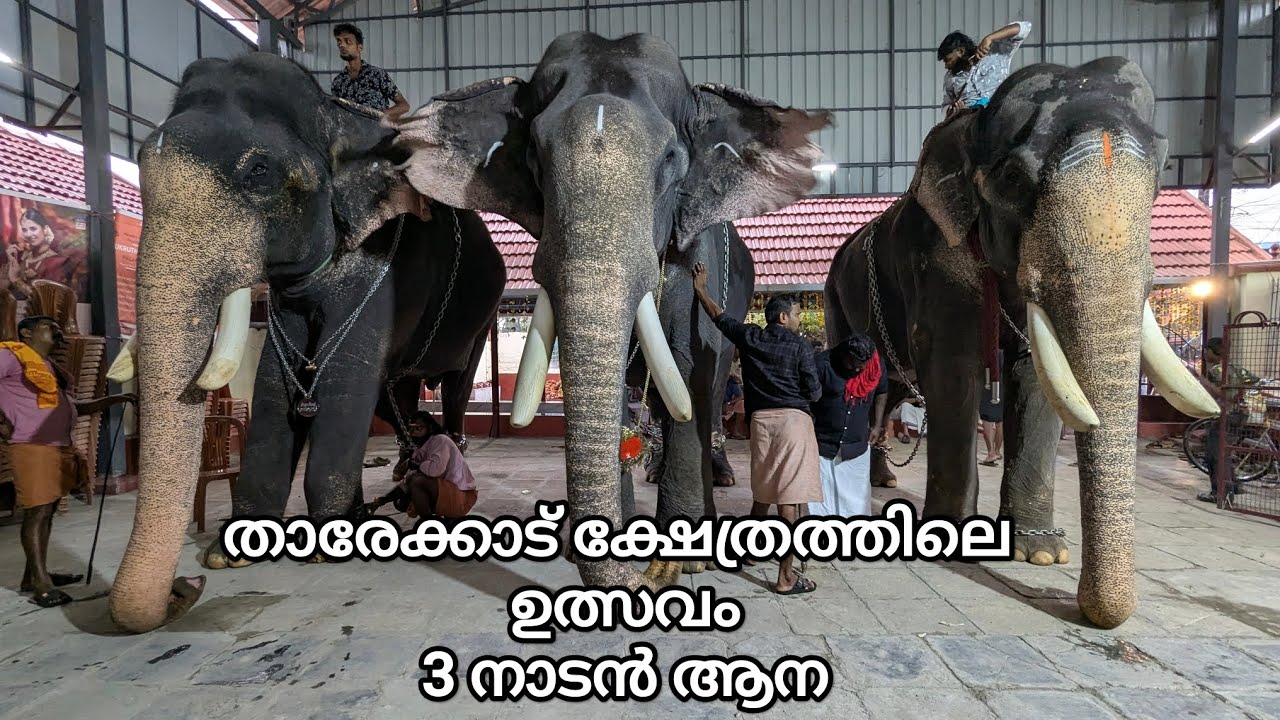 താരേക്കാട് ക്ഷേത്രത്തിലെ ഉത്സവം - 3 നാടൻ ആന 