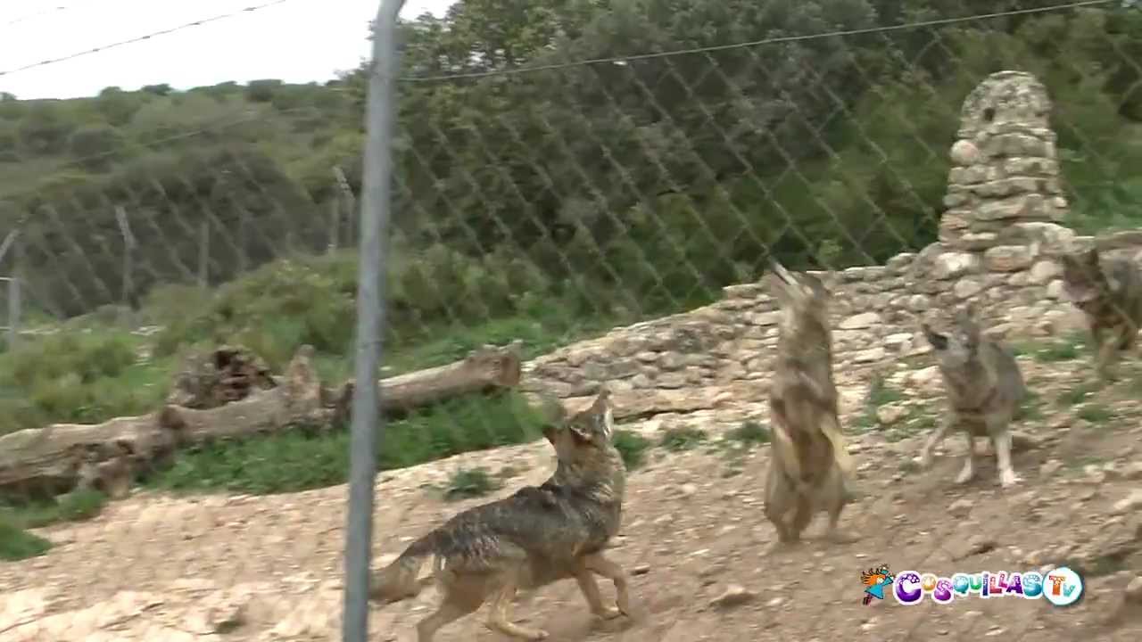 Lobo Park: aullidos en familia. Antequera (Málaga)