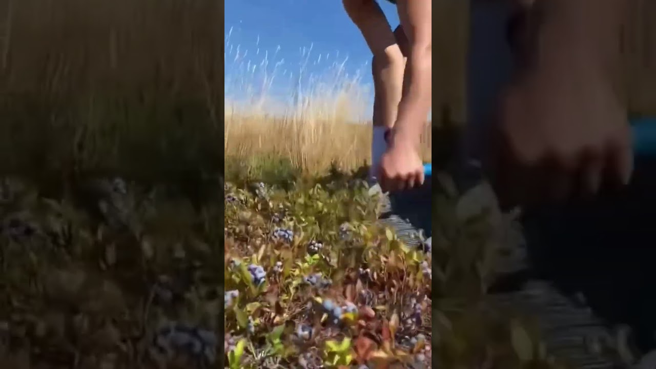 Blueberry picking 