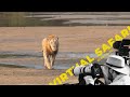New male lion throws his weight around gets himself in big trouble  virtual safari 171