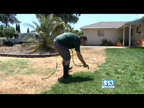 Forget Water: Brown Lawns Just Need A Coat Of Green Paint ...