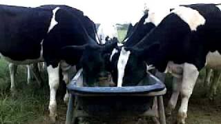 Young heifers eating dairy feed