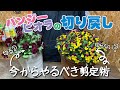 【株姿に合わせた剪定方法】パンジービオラの切り戻し!今からやるべき剪定術!
