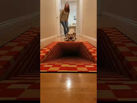 سجادة الوهم البصري تربك الكلب ولكن ليس القطة