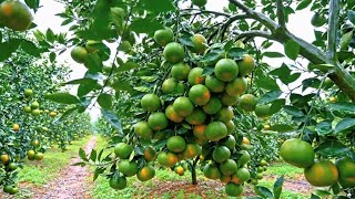 EXAGERADA COSECHA Con esta técnica que tienes que hacer en tus árboles cítricos, ( Abonó Orgánico)