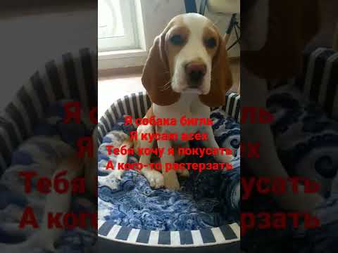 собака бигль