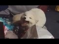 Arctic fox has a case of the giggles