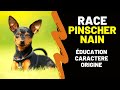 Race de chien pinscher nain   ducation caractre inconvnients avantages mode de vie
