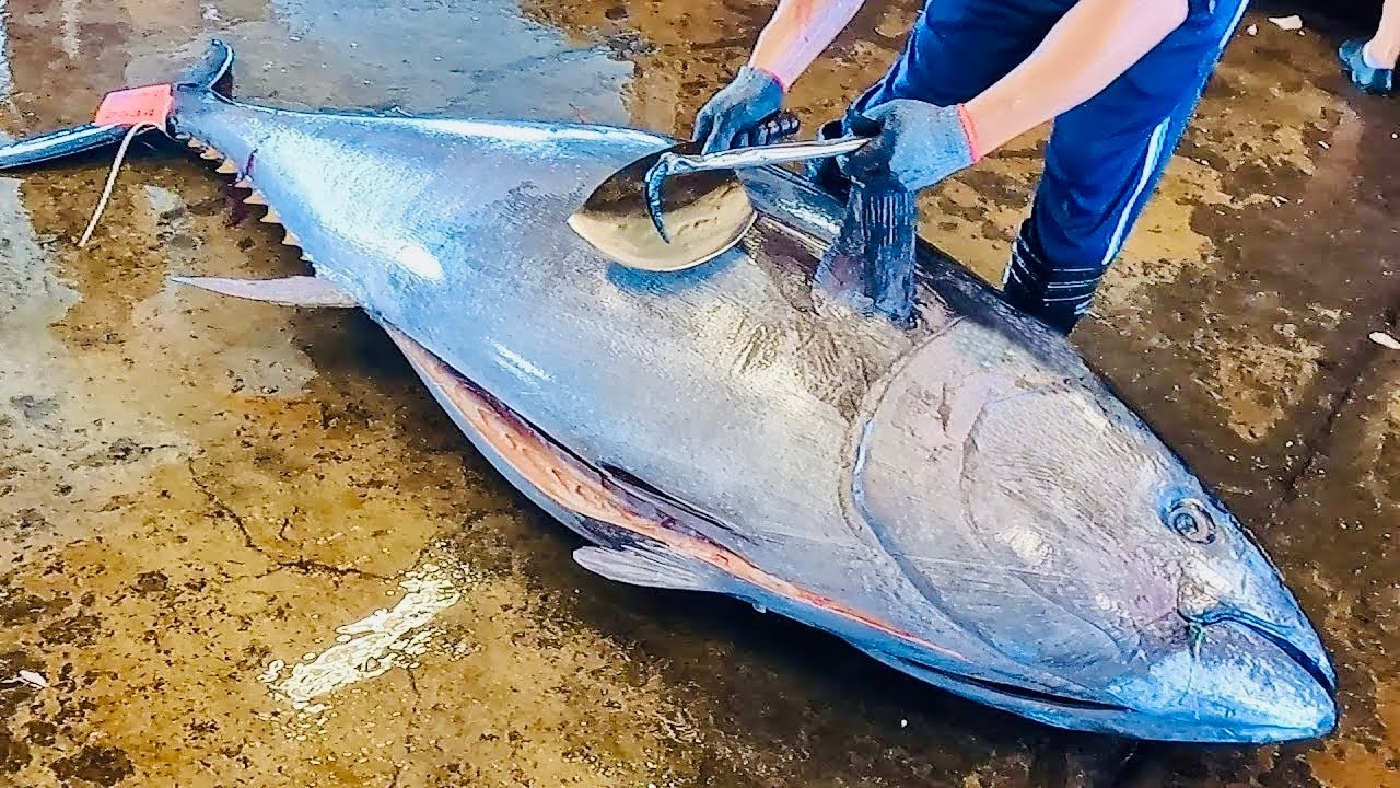 The Most Expensive Fish in the World: Full Breakdown 