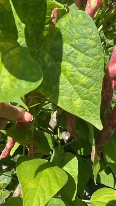 How to grow Same//Relaxing fruit cutting skills and amazing fruit  0777 🍇cutting #Shorts #fruits