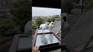 My Pet Seagull Family Is Growing...