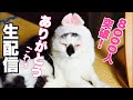 4/5♡【㊗️8000人突破ありがとごわすにゃ】今夜は皆で鉄板パーティ🥳😺🎉