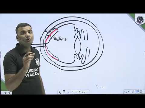 35  569 Sensory Organ 08 Eye and Ear Anatomy and Physiology Part 8 🔥