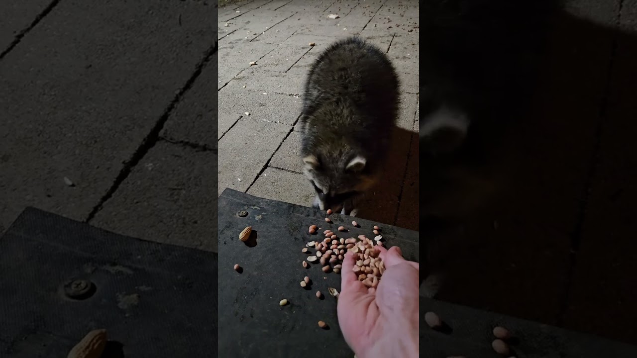 Peanuts for my Raccoon friends 🧡