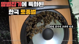 서양벌이랑 차원이 다른 토종벌의 전략적인 말벌 방어체계