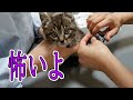 サーキットにいた子猫 シッポを切られる【病院編】