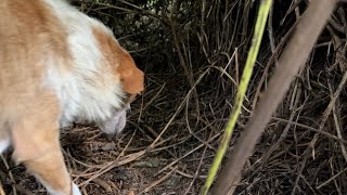 We tried to find the puppies of the mother dog in the bushes.