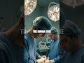 The Gentle Breakthrough Penicillin and the Dawn of Antibiotics