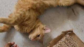 Orange cat Pusha's 2nd stay compiled moments with us #kittuandlilysworld #catvideos #cat #orangecat