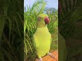 best talking parrot shorts #funny #nonsto #tiku  #talkingparot #parrot #comedy #greenparrot