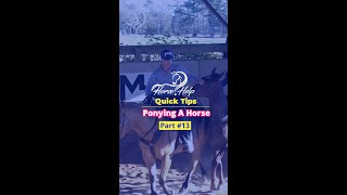 Ponying A Horse Part 13 The Horse Guru-Michael Gascon