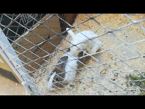 تزاوج ارانب