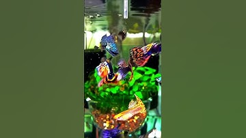 Top 5 Freshwater Fish for Beginners Aquarium