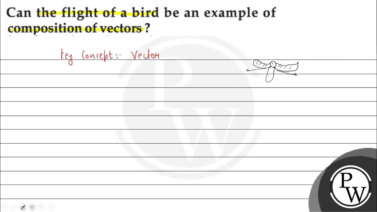 Can the flight of a bird be an example of composition of vectors? YouTube