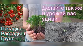 ПОСАДКА РАССАДЫ ПОМИДОР в МАЕ в ОТКРЫТЫЙ ГРУНТ!а так же ПОСАДКА ОГУРЦОВ!ПРОСТОЙ, ПРОДУКТИВНЫЙ способ