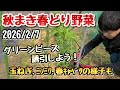 【秋まき春どり野菜】2月7日時点の様子とグリーンピースの誘引