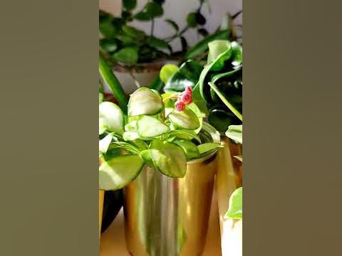 Хойя Хешкелиана в цвету 🌸 hoya heuschkeliana variegata - YouTube